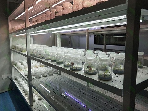 阿城植物组织培养实验室设计建设方案